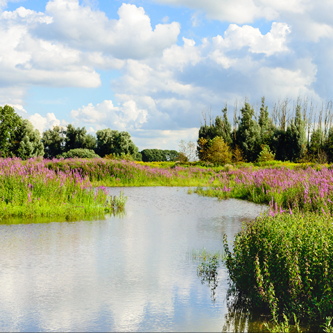 EU Biodiversity Strategy