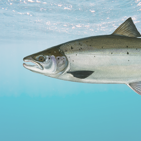 Salmon