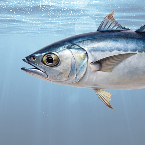 Tuna