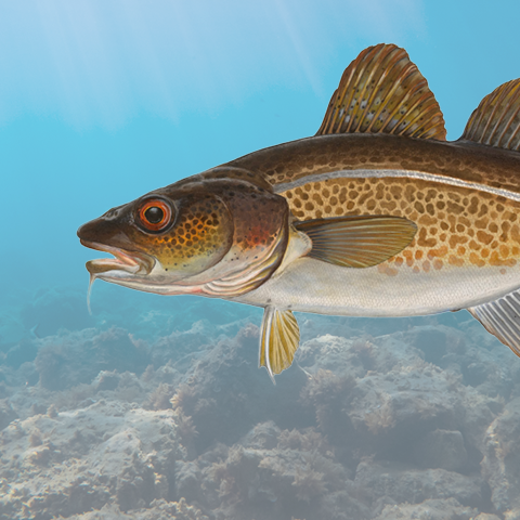 Baltic Cod
