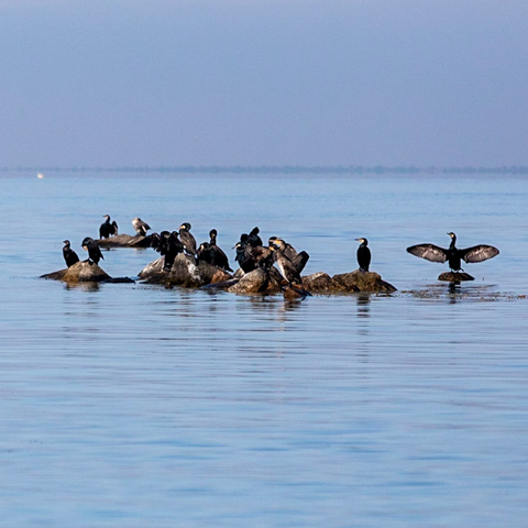 Cormorants