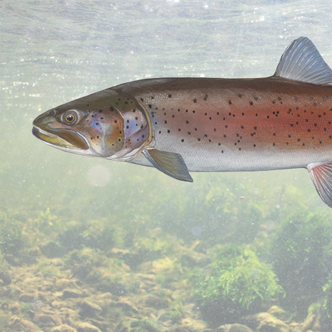 Danube Salmon