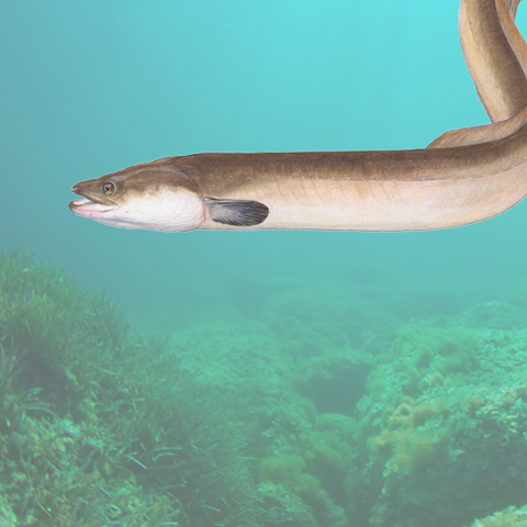 Eel