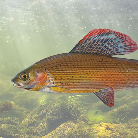 Grayling
